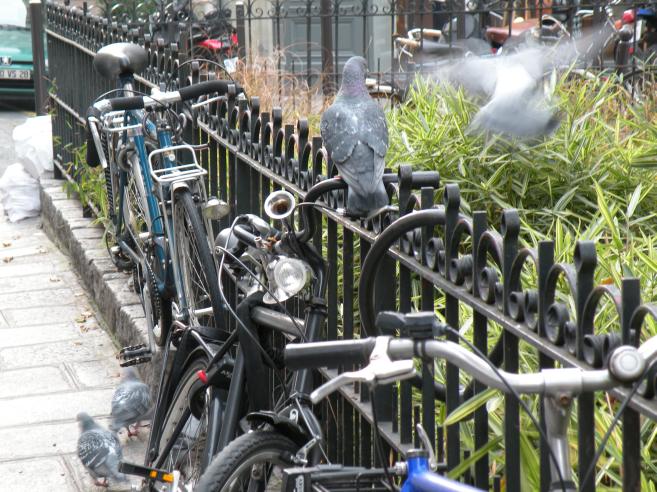  vélos et pigeons, rue de Seine